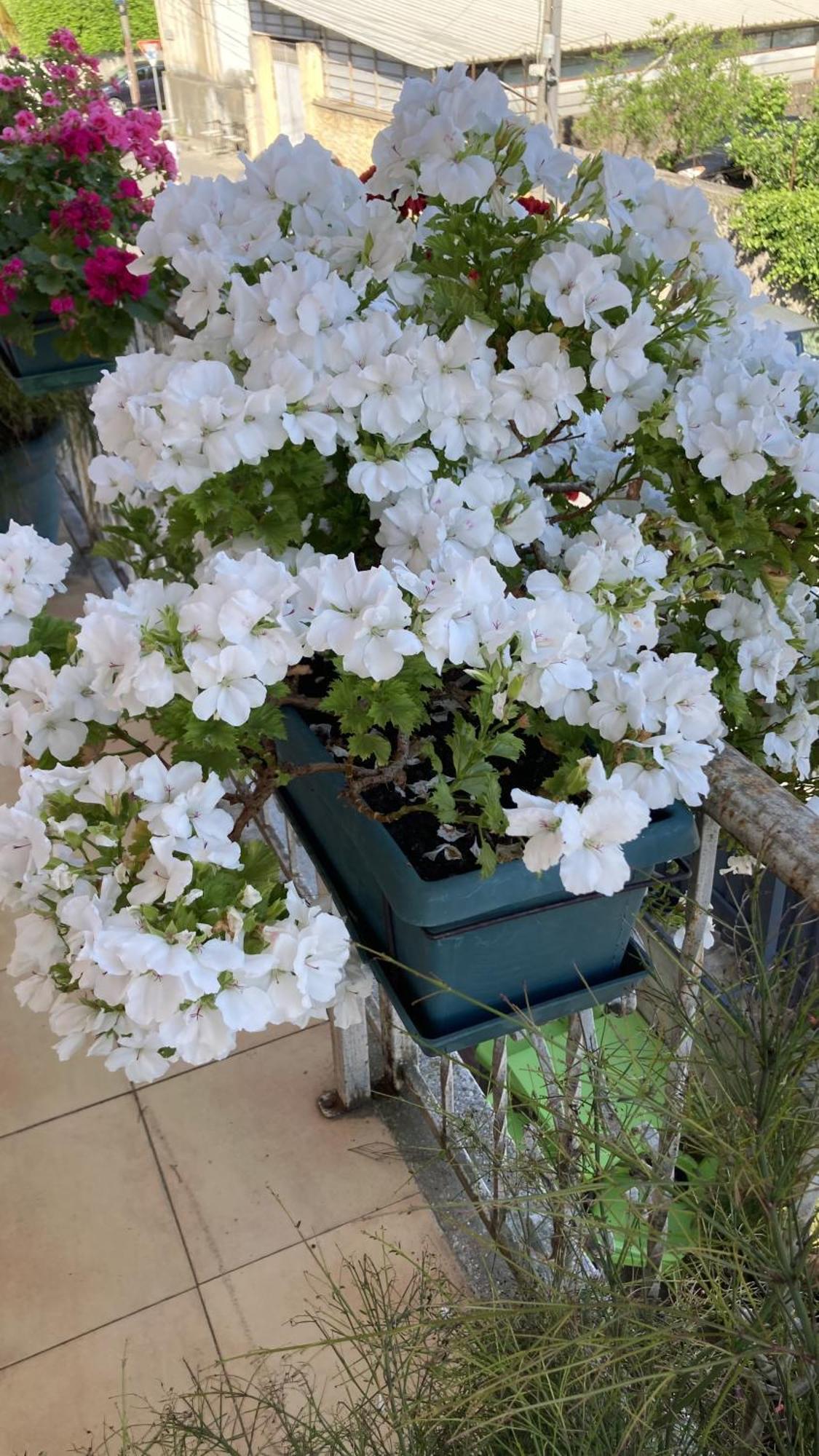 Blissful Hostel ชโคเดอร์ ภายนอก รูปภาพ